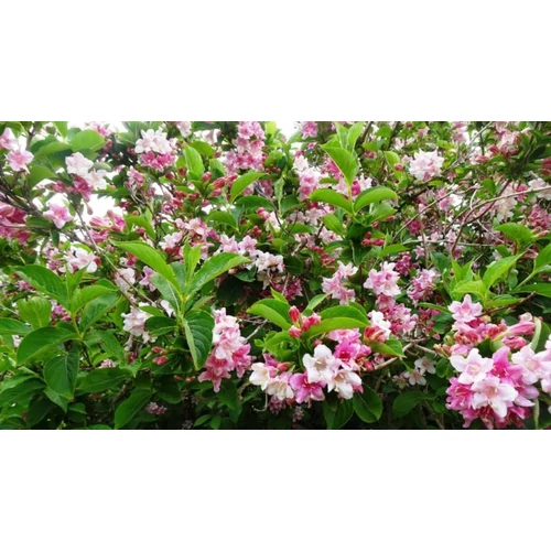 Weigela florida 'Pink Princess' - Rózsaszín virágú, zöld levelű rózsalonc