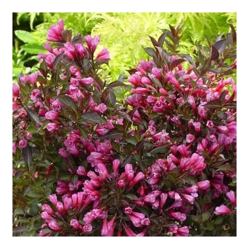 Weigela florida 'Purpurea' - Bordó levelű rózsalonc
