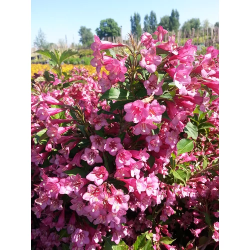 Weigela florida 'Rumba' - Zöldlevelű, rózsaszín virágú rózsalonc