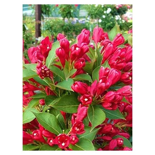 Weigela florida 'Victoria' - Sötétzöld levelű, rózsaszín virágú rózsalonc