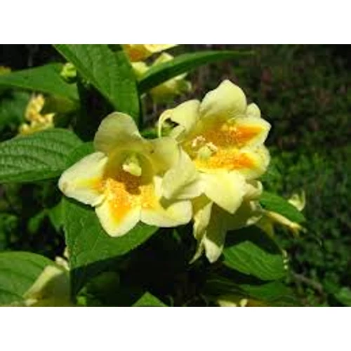 Weigela middendorfiana - Sárga virágú rózsalonc