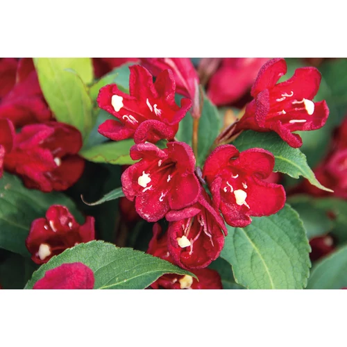 Weigela x 'Cherry Love'® - 
