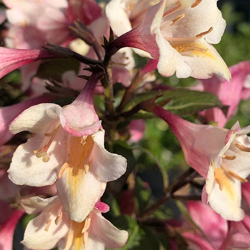 Weigela x 'Vintage Love'® - Krémrózsaszín virágú, bordó levelű rózsalonc