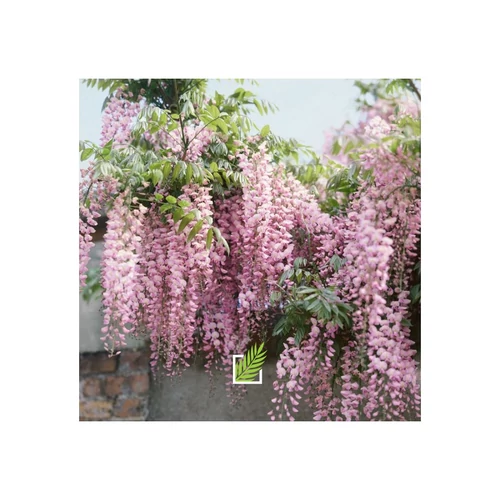 Wisteria Tuscany Rose