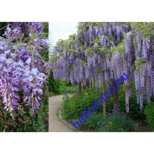 Wisteria sinensis-Lila akác