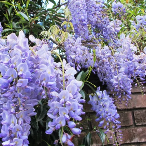 Wisteria sinensis ’Blue Sapphire’, Lilaakác oltvány, Liláskék virágú