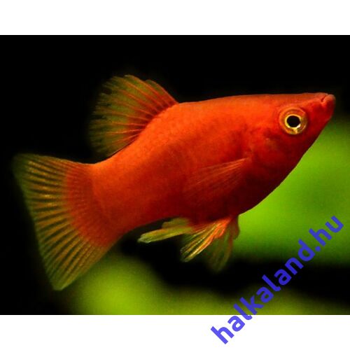 Piros Platti - Széleshátú fogasponty - Xiphophorus maculatus red