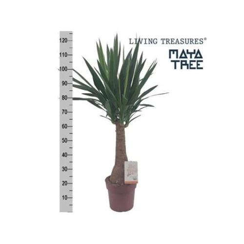 YUCCA INCA TREE 130cm