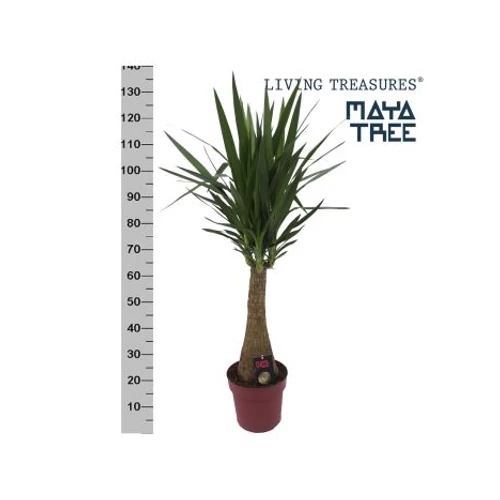 YUCCA INCA TREE 150cm