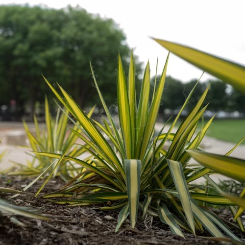 Yucca filamentosa 'Color Guard' - Sárgatarka levelű pálmaliliom