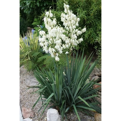 Yucca filamentosa (Pálmaliliom)