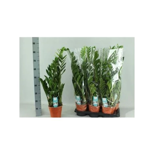 ZAMIOCULCAS ZAMIIFOL 85 cm