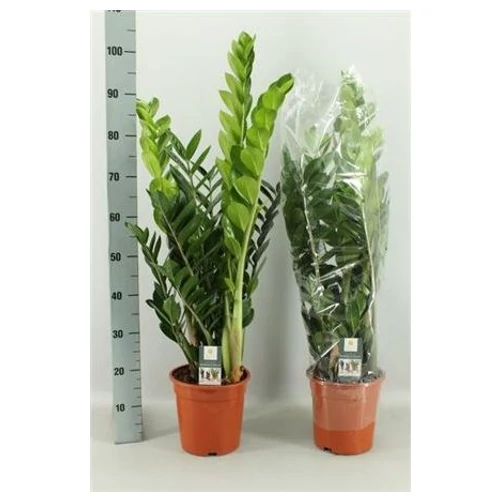 ZAMIOCULCAS ZAMIIFOL 100 cm