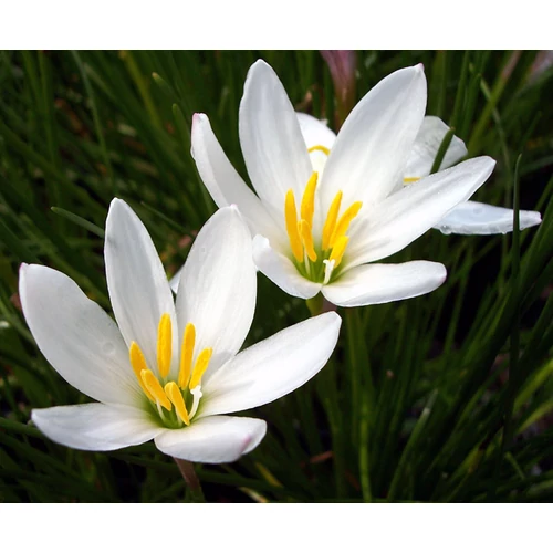 Zephyranthes candida (Zefírvirág)