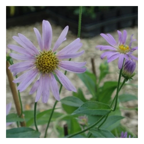 Aster × frikartii 'Flora's Delight' (Őszirózsa)