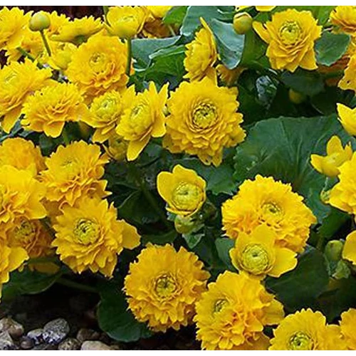 Caltha palustris multiplex - Tömött virágú gólyahír - kert tavi növény