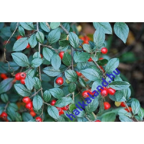 Cotoneaster 'Bella' - Madárbirs