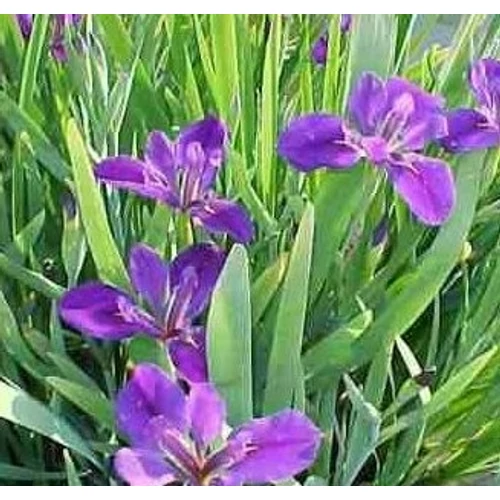 Iris lousiana - Kerti tavi növény