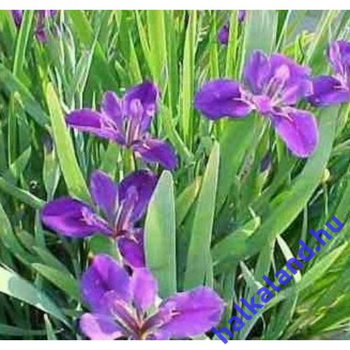 Iris lousiana - Kerti tavi növény