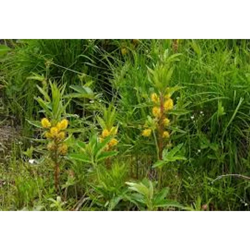 Lysimachia thyrsiflora - kerti tavi növény 11x11-es cserépben