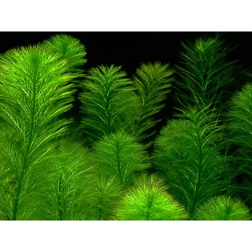 Myriophyllum Aquaticum - Süllőhínár