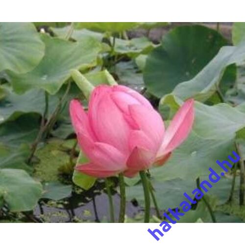 Nelumbo nucifera 'rose' - Rózsaszín Indiai Lótusz - kerti tavi növény