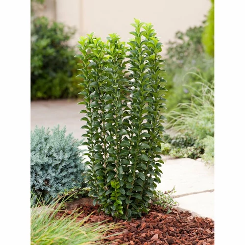 Oszlopos kecskerágóEUONYMUS JAPONICUS 'BENKOMASAKI'