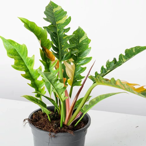 philodendron micans lemon lime Philodendron cordatum 'Lemon Lime'