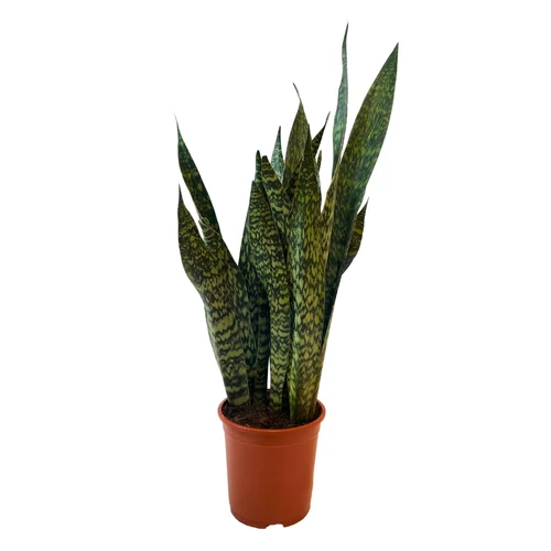 Sansevieria JAMAIQUINA