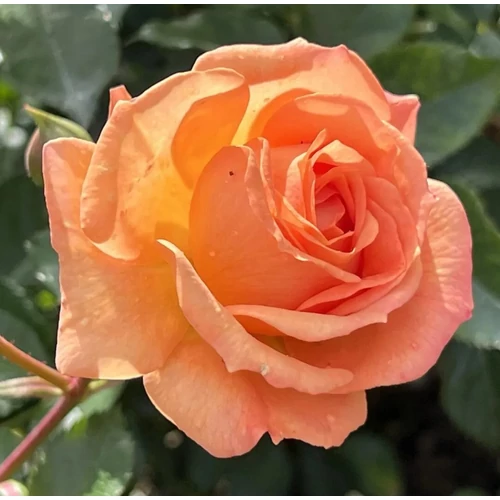 Rosa 'Bentheimer Gold'®