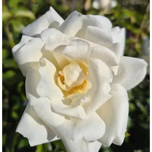 Rosa 'Noaschnee'