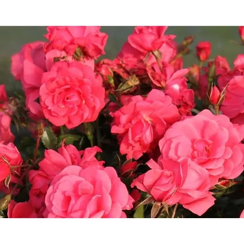 Rosa 'Bad Birnbach'®