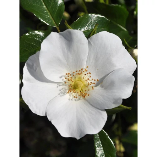 Rosa KDS 'Escimo'® – Fehér ágyásrózsa