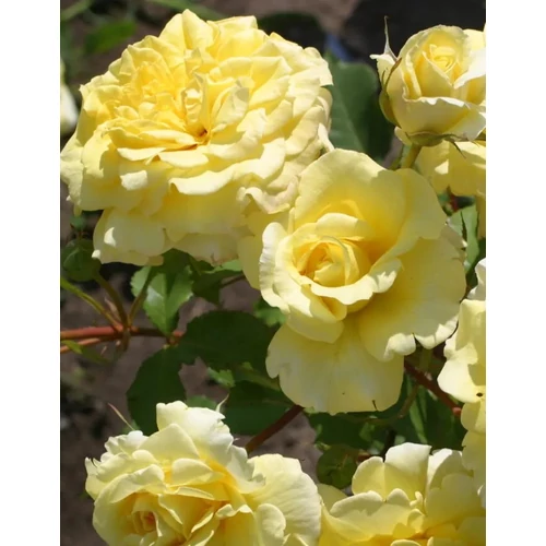 Rosa 'Fairy Gold'