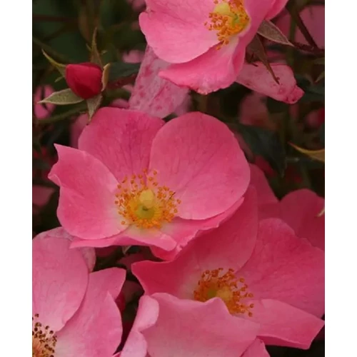 Rosa 'Fortuna'®