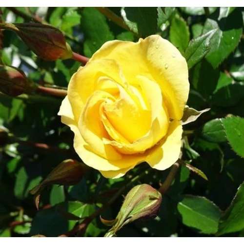 Rosa 'Golden Sun'