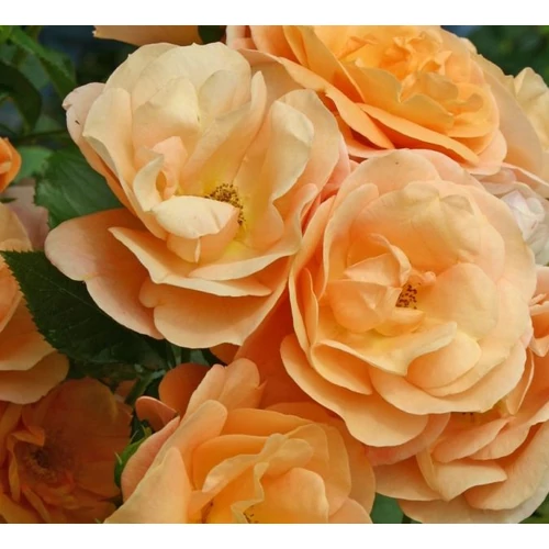 Rosa 'Portoroz'®