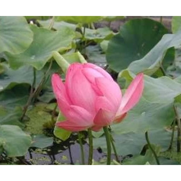 Nelumbo nucifera 'rose' - Rózsaszín Indiai Lótusz - kerti tavi növény