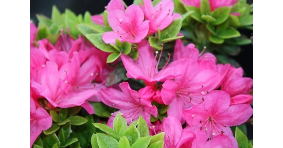 Azalea japonica 'Geisha Pink'