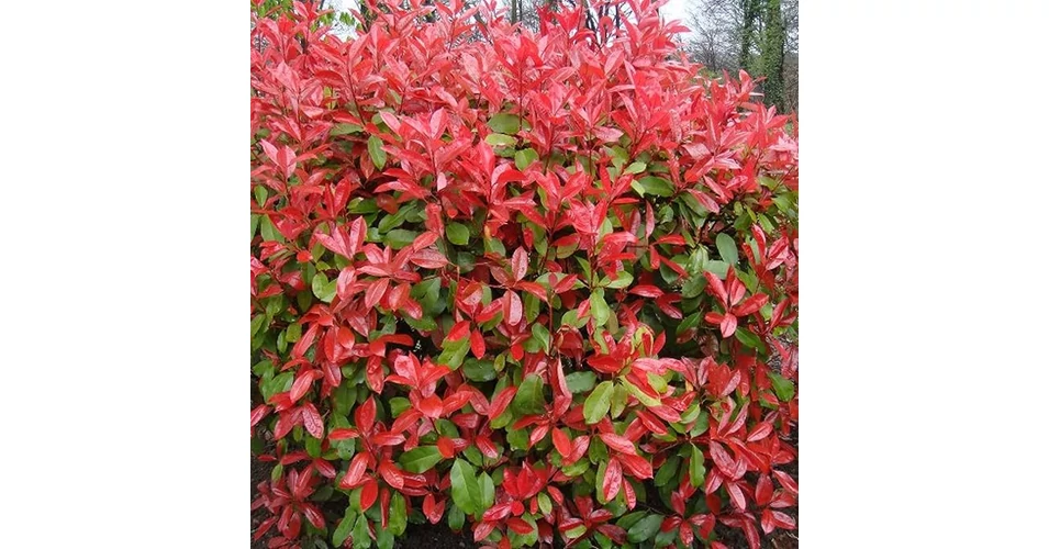 FRONIA - RED