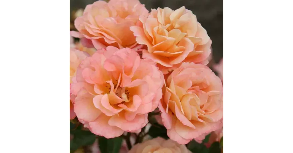 Rosa Cubana rosa-cubana