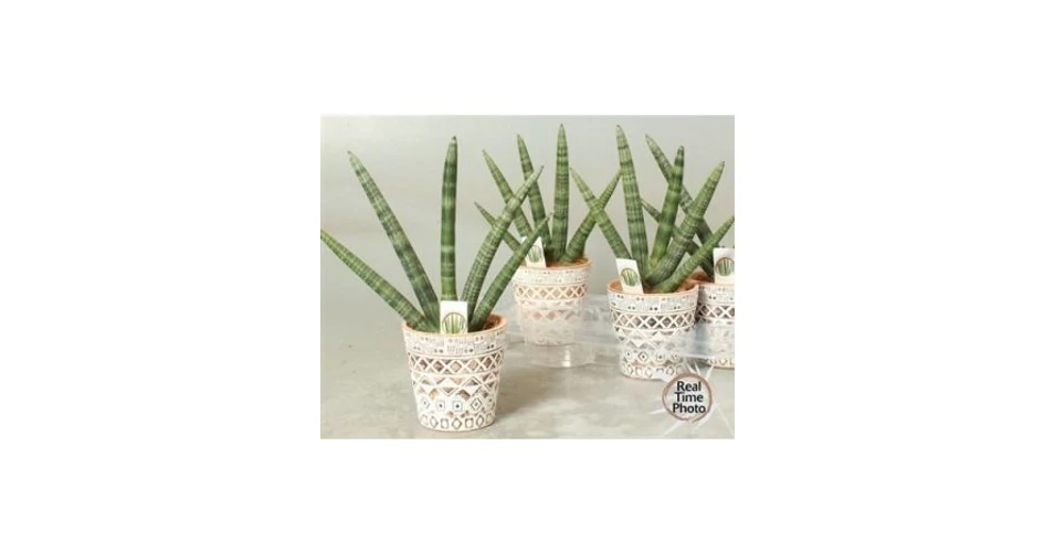 Sansevieria CY HANDSHAKE KASPS