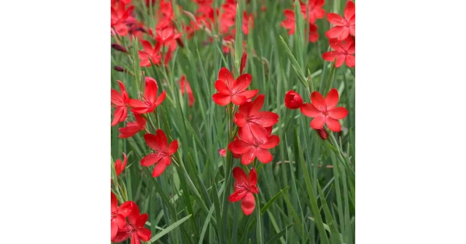 schizostylis-coccinea-major-piros-kafferliliom-kerti-tavi-n-v-ny