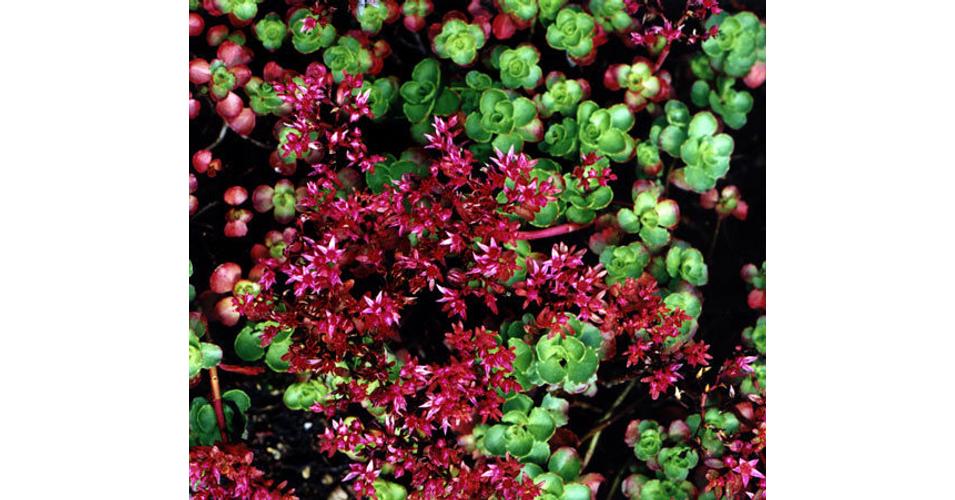 Sedum spurium 'Ruby Mantle' (Örökzöld varjúháj)
