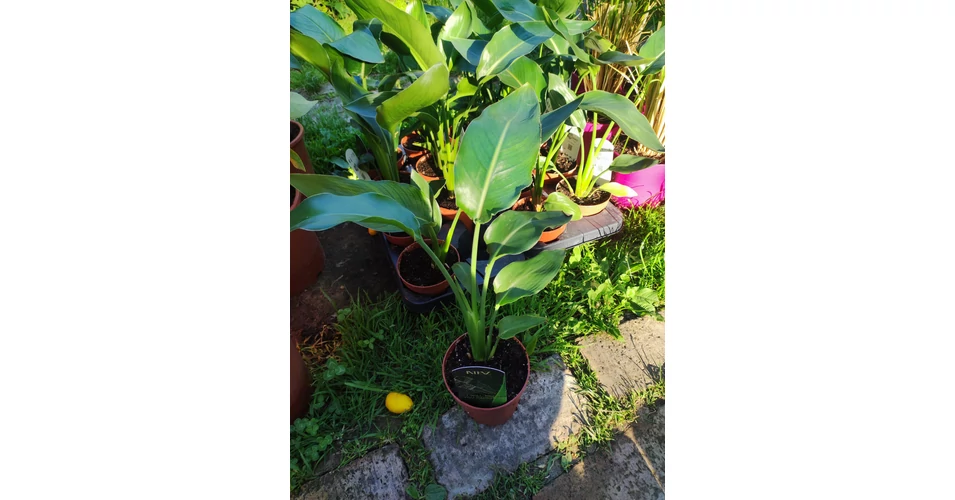 chinesische feige zimmerpflanze XXL Ficus moclame kaufen  Green Me Up