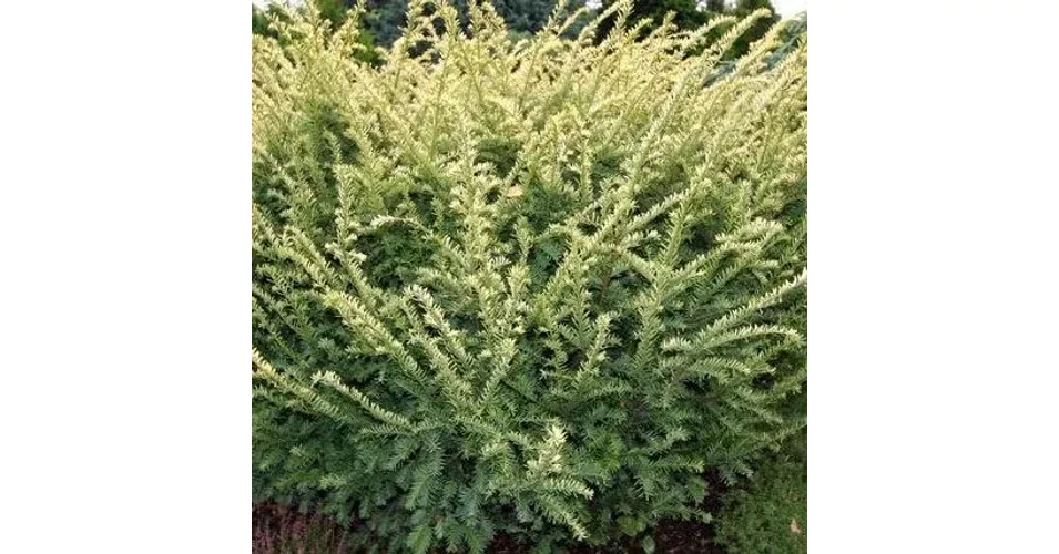 Taxus baccata 'Elegantissima' - Srga level tiszafa