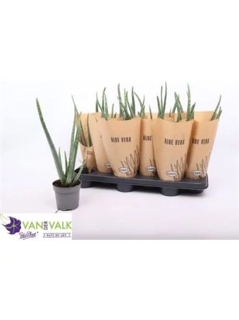 bonsai starter pack Avergo Bonsai Starter Kit – Growing Jacaranda Bonzai Tree