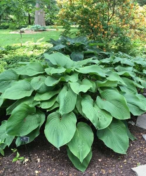 Hosta T-Rex